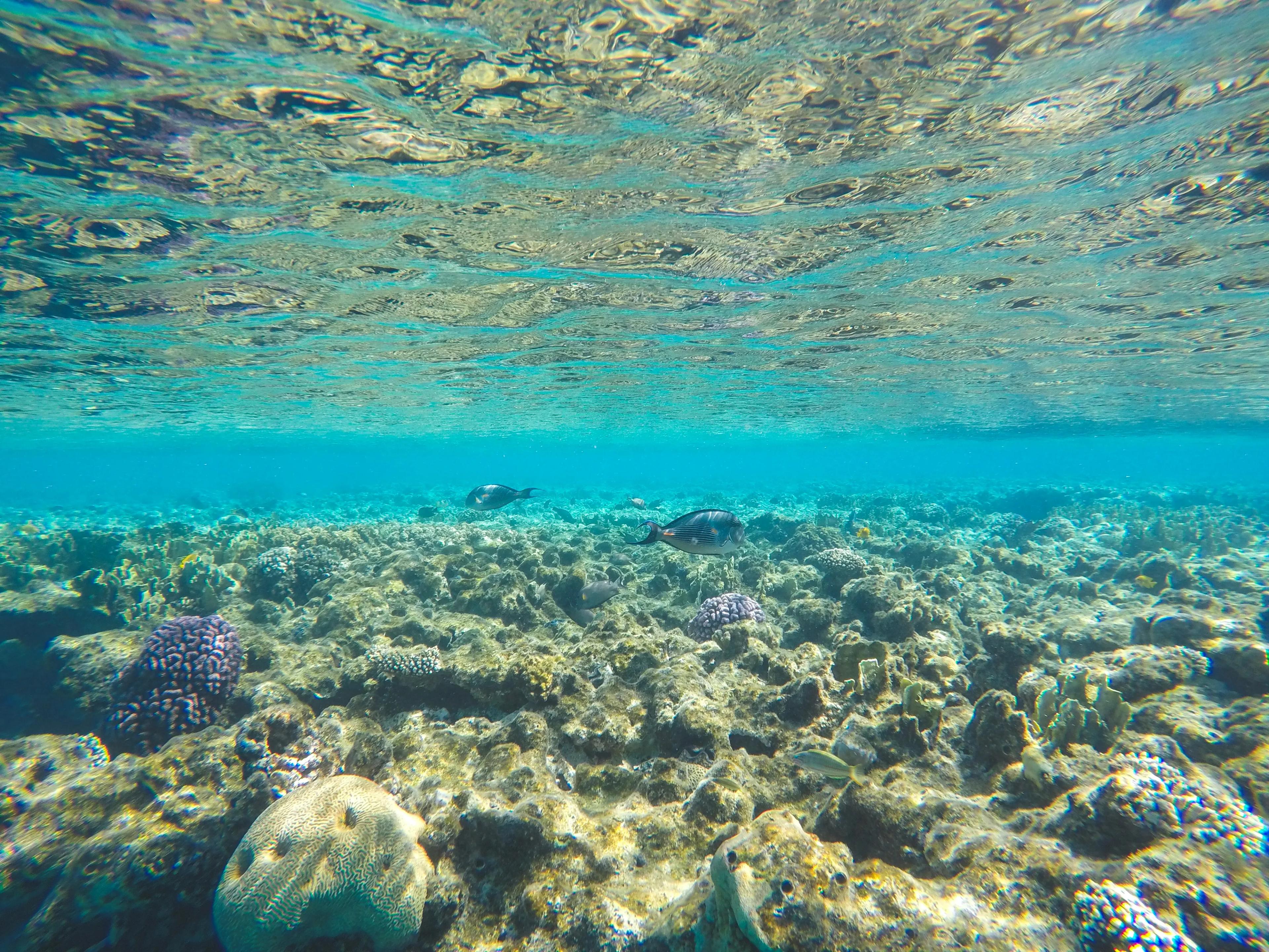 Red Sea cable cut